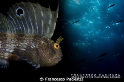 Butterfly blenny (Blennius ocellaris) under the sky by Francesco Pacienza 